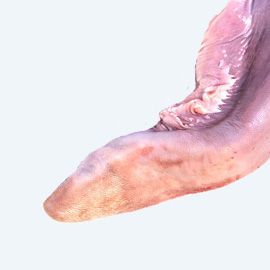 Говядина язык